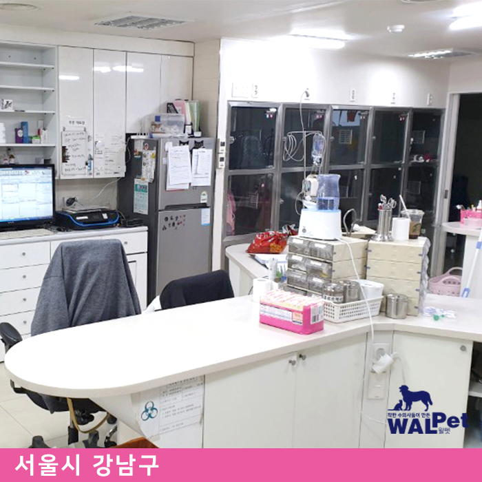 강아지 유선종양 제거 수술 [닥터펫 동물의료센터]