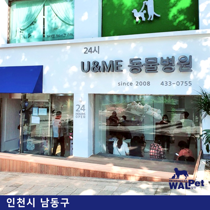 강아지 슬개골탈구 수술  [24시 유앤미 동물병원]