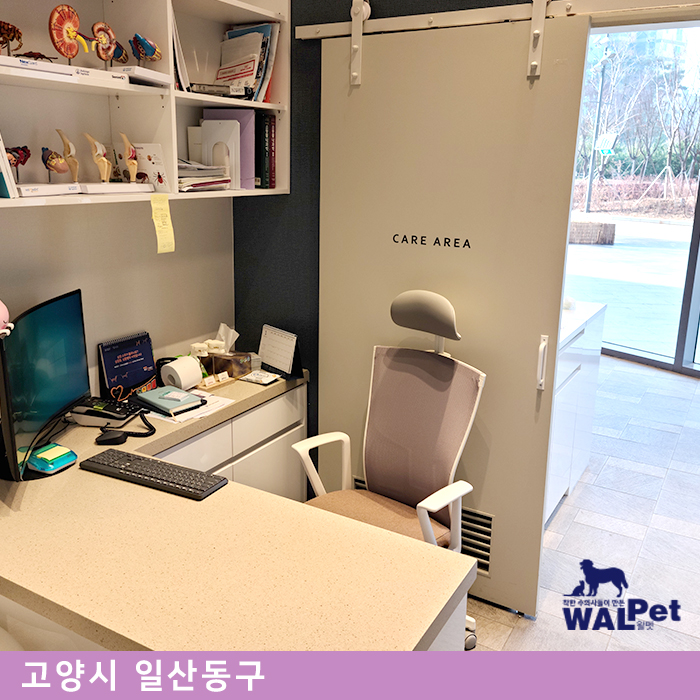 강아지·고양이 자궁축농증 [웰니스동물병원 고양점]