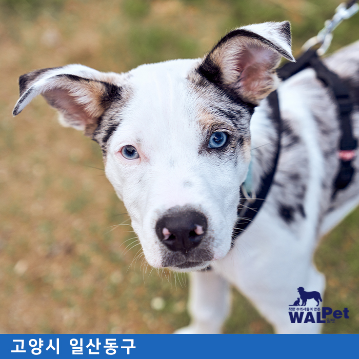 강아지·고양이 중성화 [웰니스동물병원 고양점]