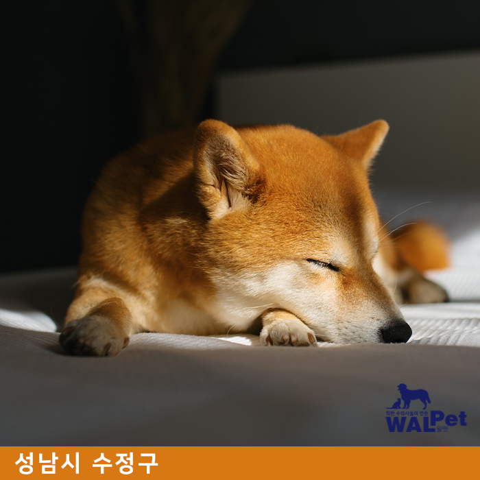 강아지·고양이 중성화 수술 [모아 동물병원]