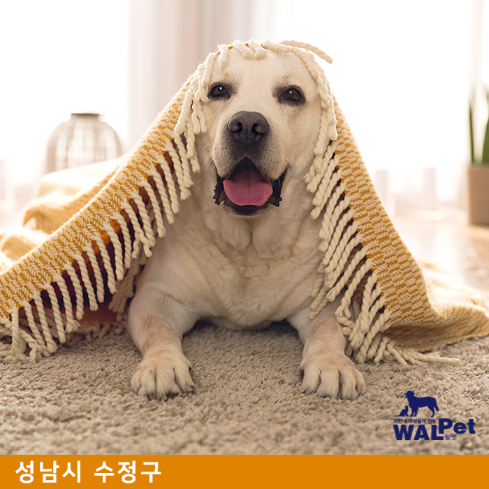 강아지 · 고양이 추가 예방접종 [모아 동물병원]